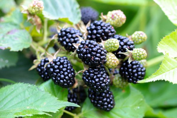 Blackberry Bush Removal in Kenner