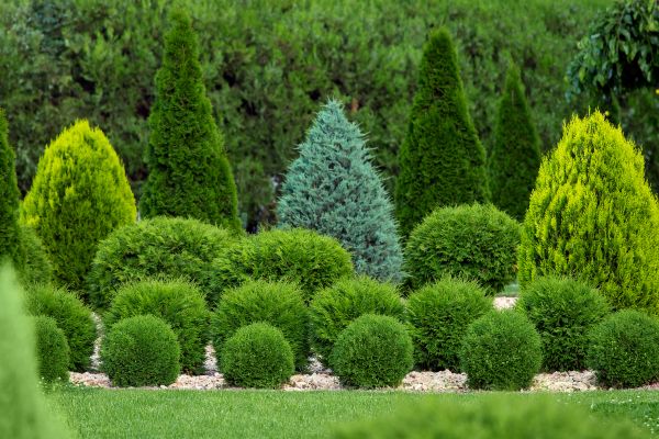 Bush Shaping Service in Kenner