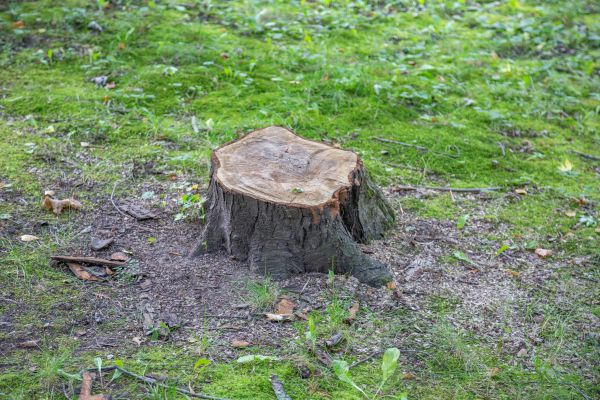 Bush Stump Removal in Kenner