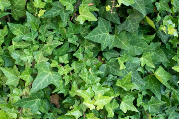 English Ivy Removal in Kenner