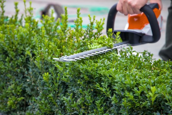 Hedge Pruning in Kenner