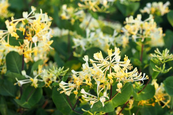 Honeysuckle Removal in Kenner