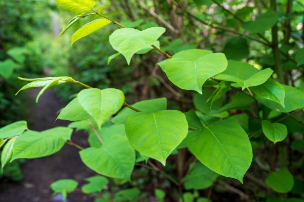 Invasive Plant Removal in Kenner
