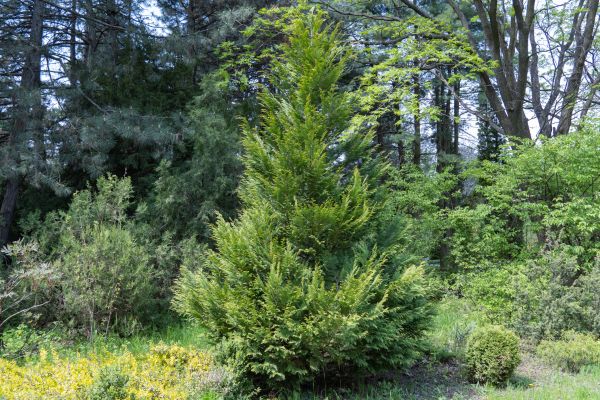 Juniper Pruning in Kenner