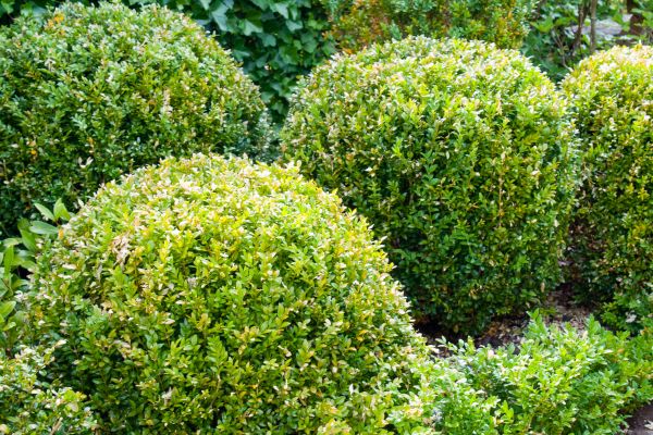 Landscape Trimming Service in Kenner