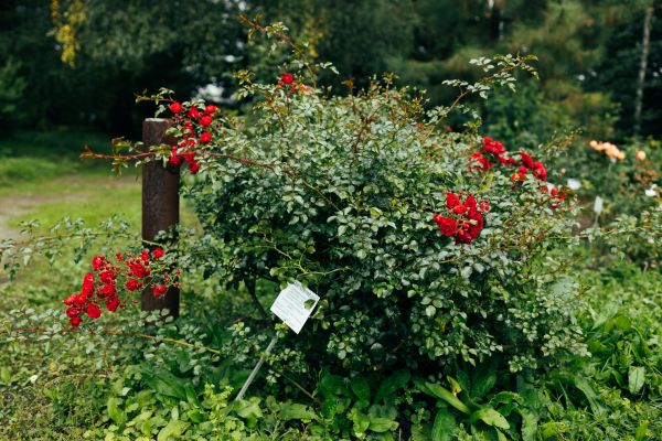 Rose Bush Removal in Kenner