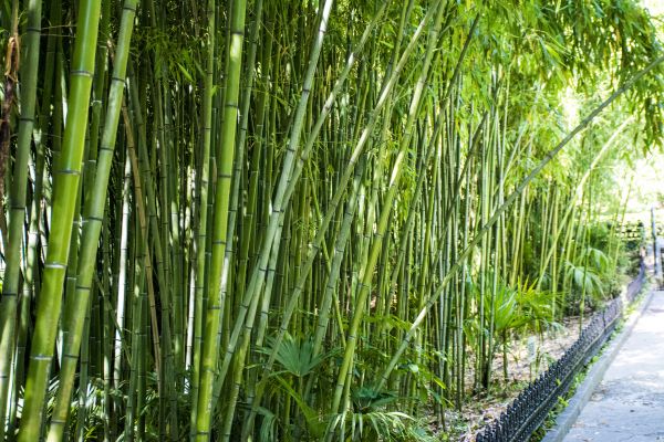 Bamboo Root Removal in Kenner