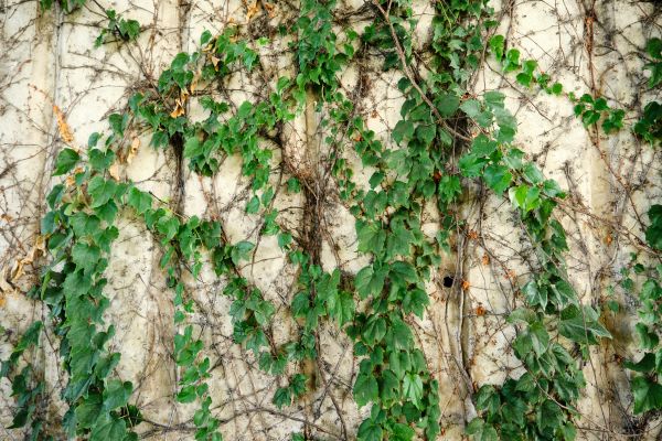 Vine Removal Service in Kenner