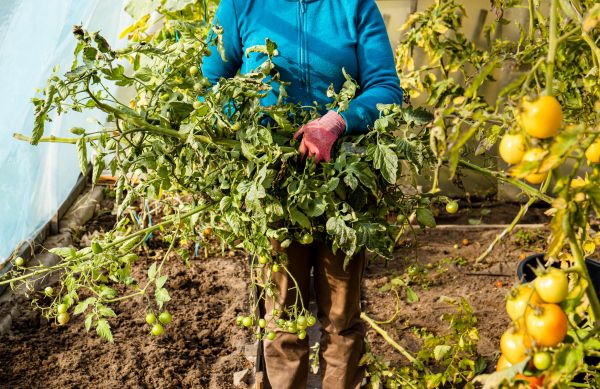Garden Plant Removal in Kenner