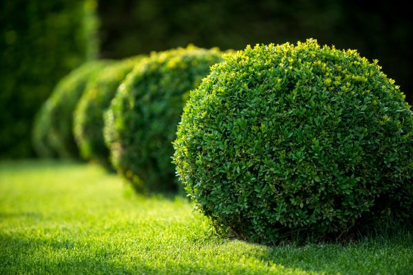Cost of Bush Pruning in Kenner