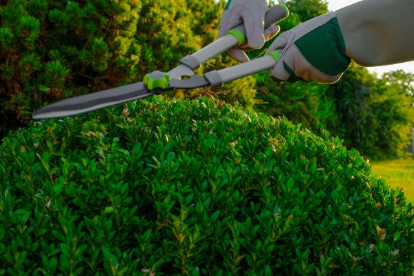 Topiary Shearing in Kenner