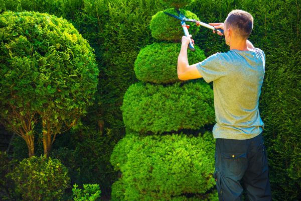 Topiary Shaping in Kenner