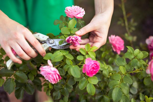 Rose Shearing in Kenner
