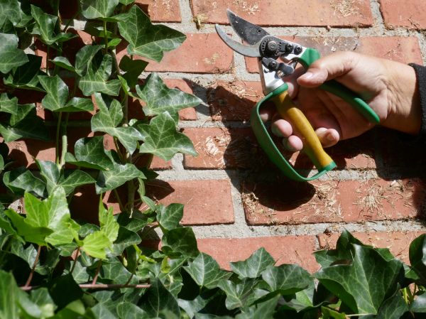 Ivy Removal Service in Kenner