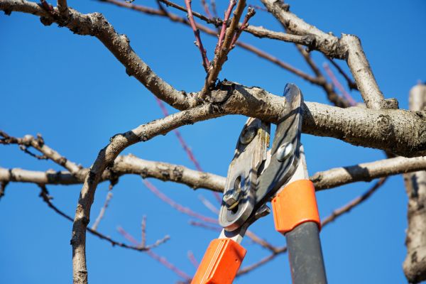 Selective Pruning in Kenner