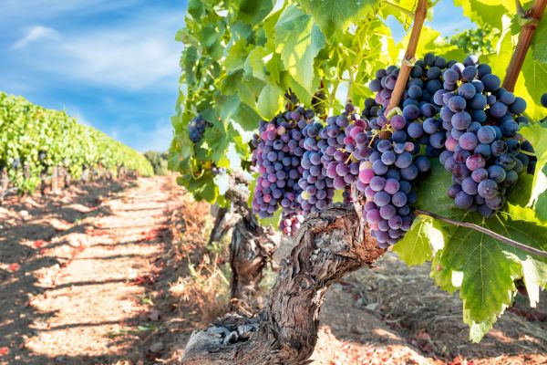 Cost of Grapevine Pruning in Kenner