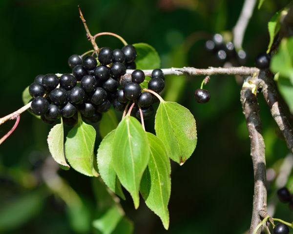 Buckthorn Removal in Kenner
