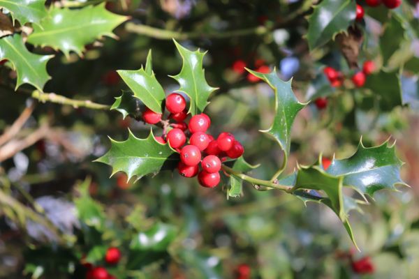 Holly Tree Trimming in Kenner