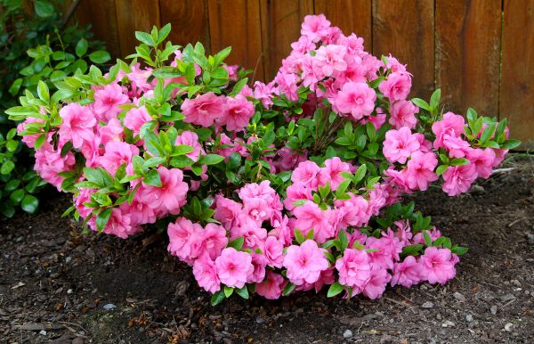 Azaleas Removal in Kenner