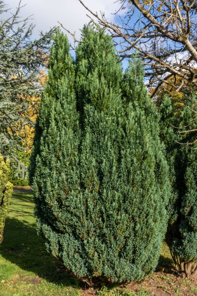 Juniper Trimming in Kenner