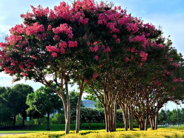 Cost of Crepe Myrtle Pruning in Kenner