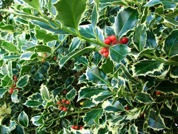 Holly Bushes Trimming in Kenner