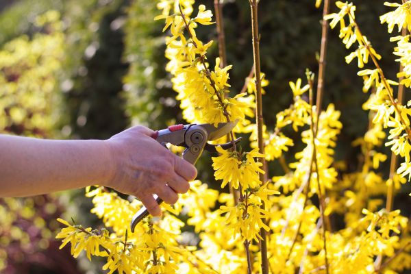 Forsythia Pruning in Kenner