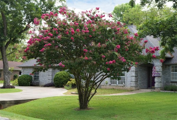 Crepe Myrtle Trimming in Kenner