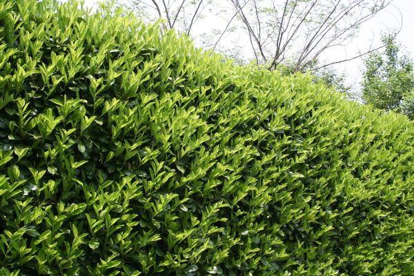 Laurel Shrub Removal in Kenner