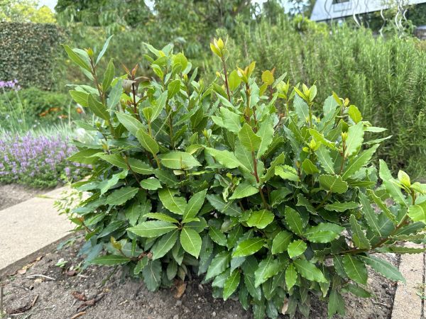 Laurel Hedge Removal in Kenner