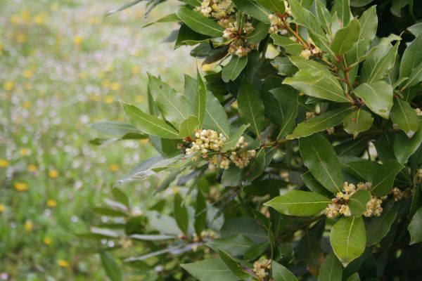 Laurel Trimming in Kenner