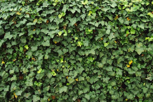 Ivy Pruning service in Kenner