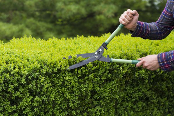 Evergreen Shrub Pruning in Kenner