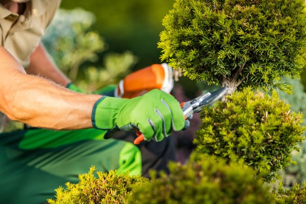 Landscape Pruning Service in Kenner