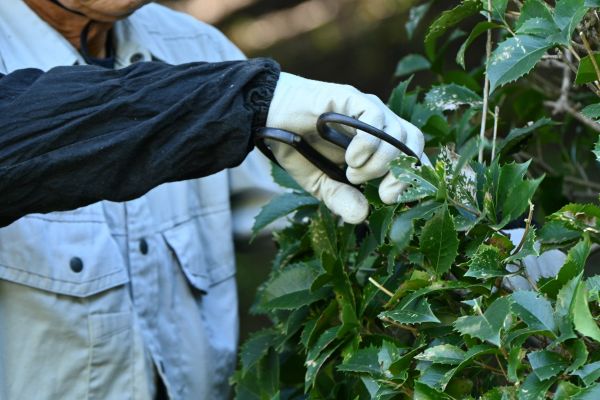 Holly Pruning in Kenner