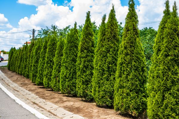 Arborvitae Shearing in Kenner