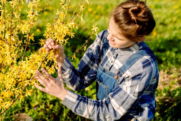 Forsythia Trimming in Kenner