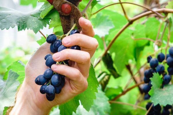 Vineyard Pruning in Kenner