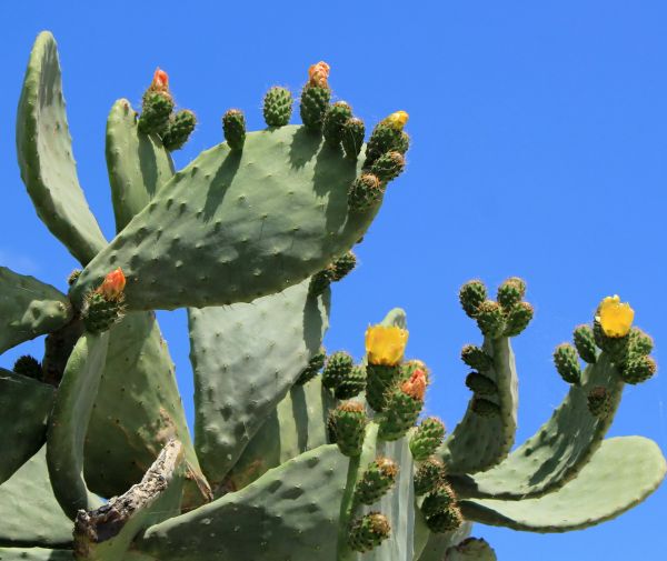 Cactus Removal in Kenner