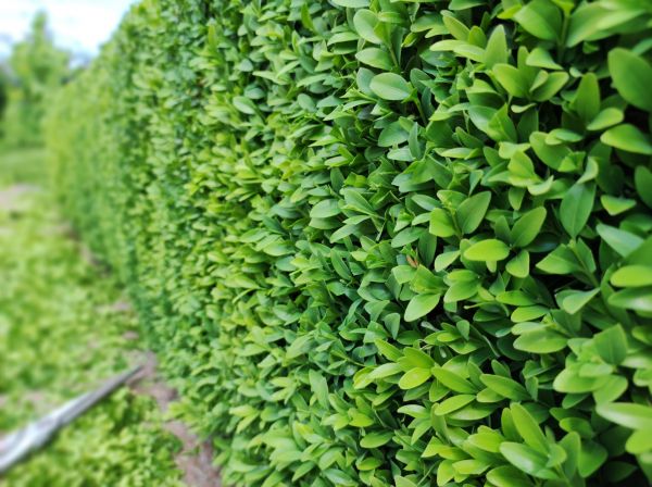 Cost of Boxwood Pruning in Kenner