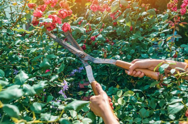 Knockout Roses Pruning in Kenner