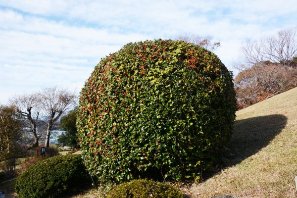 Holly Shrub Pruning in Kenner