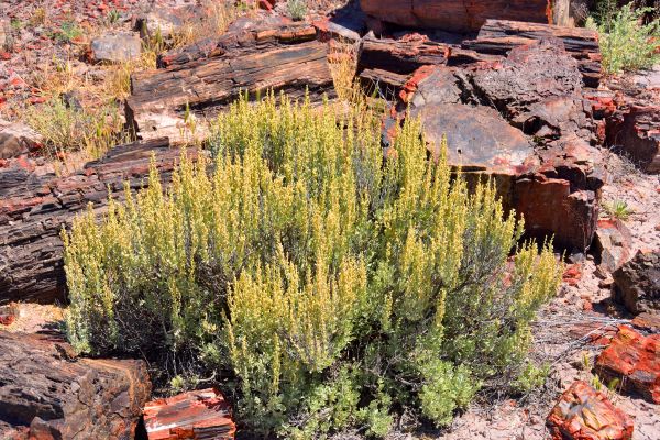 Sagebrush Removal in Kenner