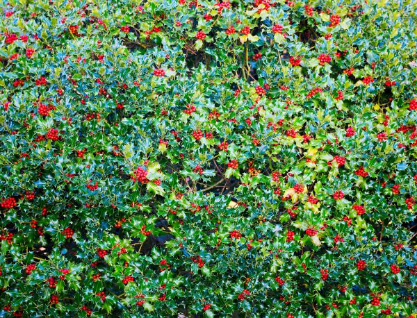 Holly Bush Removal in Kenner