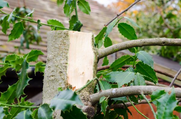 Holly Tree Removal in Kenner