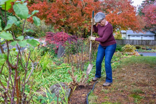 Dead Bush Removal in Kenner