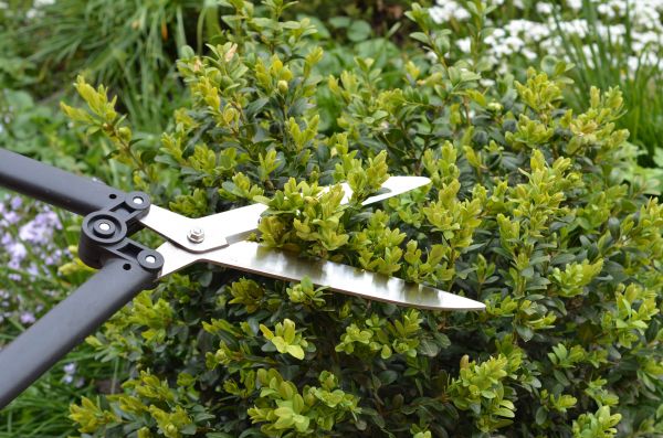 Cost of Boxwood Trimming in Kenner
