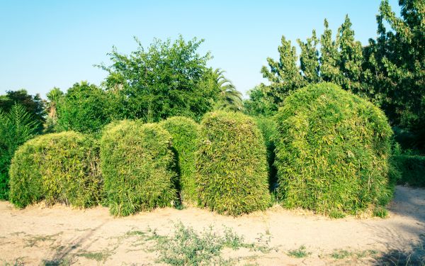 Bamboo Hedge Removal in Kenner