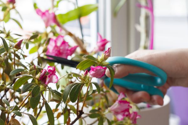 Azalea Pruning in Kenner