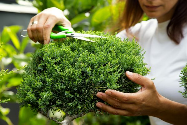 Juniper Shrub Pruning in Kenner